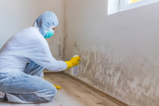Black mold inspection in Oyster Bay